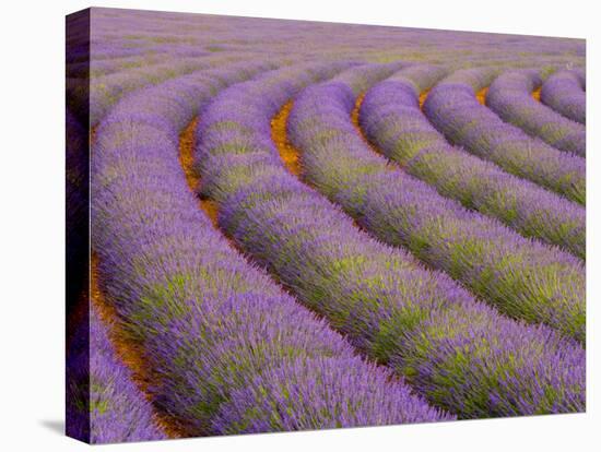 Curved Rows of Lavender near the Village of Sault, Provence, France-Jim Zuckerman-Stretched Canvas