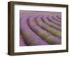 Curved Rows of Lavender near the Village of Sault, Provence, France-Jim Zuckerman-Framed Photographic Print