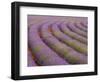 Curved Rows of Lavender near the Village of Sault, Provence, France-Jim Zuckerman-Framed Photographic Print