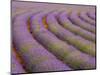 Curved Rows of Lavender near the Village of Sault, Provence, France-Jim Zuckerman-Mounted Photographic Print