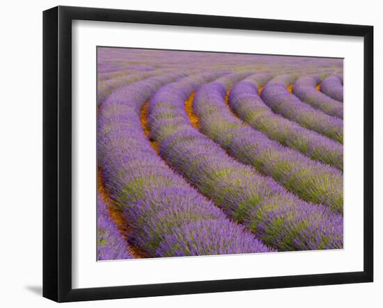 Curved Rows of Lavender near the Village of Sault, Provence, France-Jim Zuckerman-Framed Photographic Print