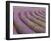 Curved Rows of Lavender near the Village of Sault, Provence, France-Jim Zuckerman-Framed Photographic Print