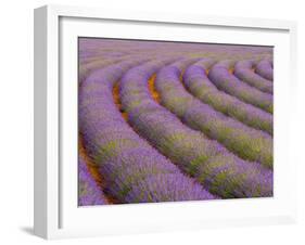 Curved Rows of Lavender near the Village of Sault, Provence, France-Jim Zuckerman-Framed Photographic Print