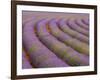 Curved Rows of Lavender near the Village of Sault, Provence, France-Jim Zuckerman-Framed Photographic Print