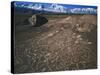 Curvilinear Abstract-Style Petroglyphs and Eastern Sierra Mountains, Bishop, California, Usa-Dennis Flaherty-Stretched Canvas