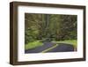 Curving road though lush forest, Olympic National Park, Washington State-Adam Jones-Framed Photographic Print