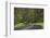 Curving road though lush forest, Olympic National Park, Washington State-Adam Jones-Framed Photographic Print