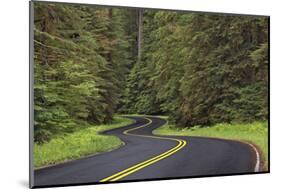 Curving road though lush forest, Olympic National Park, Washington State-Adam Jones-Mounted Photographic Print