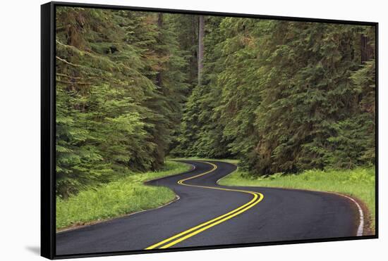 Curving road though lush forest, Olympic National Park, Washington State-Adam Jones-Framed Stretched Canvas