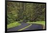 Curving road though lush forest, Olympic National Park, Washington State-Adam Jones-Framed Photographic Print