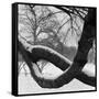 Curving Tree Branches Forming a Loop Covered in Snow in a Snowy Landscape at Kew, Greater London-John Gay-Framed Stretched Canvas