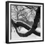 Curving Tree Branches Forming a Loop Covered in Snow in a Snowy Landscape at Kew, Greater London-John Gay-Framed Premium Photographic Print