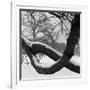 Curving Tree Branches Forming a Loop Covered in Snow in a Snowy Landscape at Kew, Greater London-John Gay-Framed Photographic Print