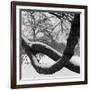 Curving Tree Branches Forming a Loop Covered in Snow in a Snowy Landscape at Kew, Greater London-John Gay-Framed Photographic Print