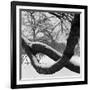 Curving Tree Branches Forming a Loop Covered in Snow in a Snowy Landscape at Kew, Greater London-John Gay-Framed Photographic Print