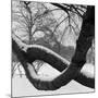 Curving Tree Branches Forming a Loop Covered in Snow in a Snowy Landscape at Kew, Greater London-John Gay-Mounted Photographic Print