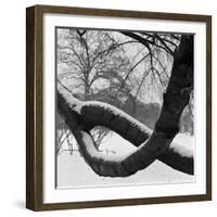 Curving Tree Branches Forming a Loop Covered in Snow in a Snowy Landscape at Kew, Greater London-John Gay-Framed Photographic Print