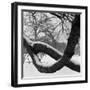 Curving Tree Branches Forming a Loop Covered in Snow in a Snowy Landscape at Kew, Greater London-John Gay-Framed Photographic Print