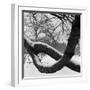 Curving Tree Branches Forming a Loop Covered in Snow in a Snowy Landscape at Kew, Greater London-John Gay-Framed Photographic Print