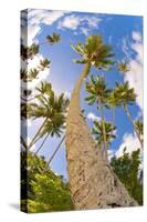 Curvy Coconut Palm Tree.-FADIL AZIZ-Stretched Canvas