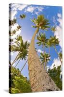 Curvy Coconut Palm Tree.-FADIL AZIZ-Stretched Canvas