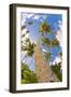 Curvy Coconut Palm Tree.-FADIL AZIZ-Framed Photographic Print