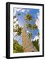 Curvy Coconut Palm Tree.-FADIL AZIZ-Framed Photographic Print