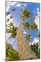 Curvy Coconut Palm Tree.-FADIL AZIZ-Mounted Photographic Print