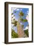 Curvy Coconut Palm Tree.-FADIL AZIZ-Framed Photographic Print