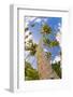 Curvy Coconut Palm Tree.-FADIL AZIZ-Framed Photographic Print