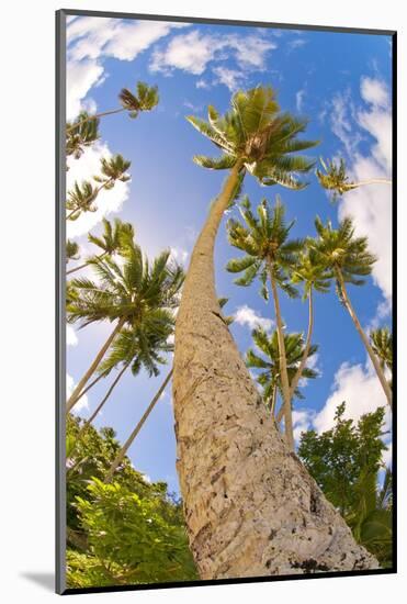 Curvy Coconut Palm Tree.-FADIL AZIZ-Mounted Photographic Print