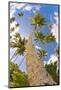 Curvy Coconut Palm Tree.-FADIL AZIZ-Mounted Photographic Print