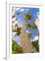 Curvy Coconut Palm Tree.-FADIL AZIZ-Framed Photographic Print