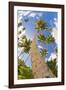 Curvy Coconut Palm Tree.-FADIL AZIZ-Framed Photographic Print