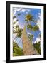 Curvy Coconut Palm Tree.-FADIL AZIZ-Framed Photographic Print