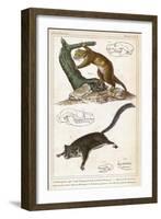 Cuscus-null-Framed Art Print