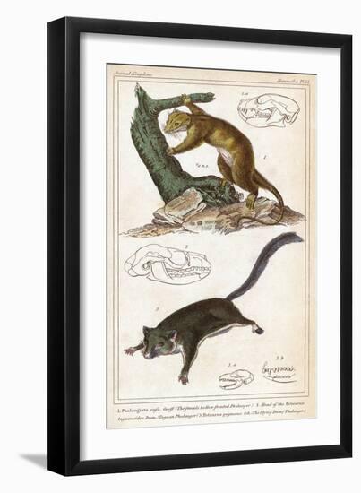 Cuscus-null-Framed Art Print