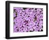 Cushion pink, Nationalpark Hohe Tauern, Tyrol, Austria.-Martin Zwick-Framed Photographic Print