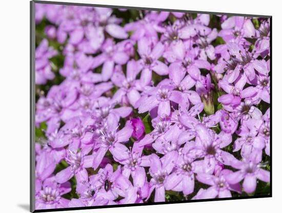 Cushion pink, Nationalpark Hohe Tauern, Tyrol, Austria.-Martin Zwick-Mounted Photographic Print