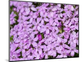 Cushion pink, Nationalpark Hohe Tauern, Tyrol, Austria.-Martin Zwick-Mounted Photographic Print