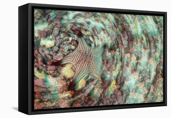 Cushion Star-Michele Westmorland-Framed Stretched Canvas