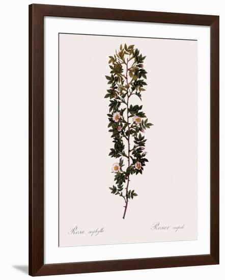 Cuspidate Rose.-Pierre Joseph Redoute-Framed Giclee Print