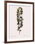 Cuspidate Rose.-Pierre Joseph Redoute-Framed Giclee Print