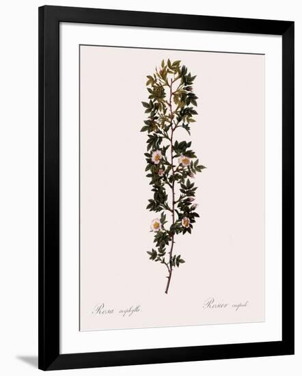 Cuspidate Rose.-Pierre Joseph Redoute-Framed Giclee Print