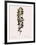 Cuspidate Rose.-Pierre Joseph Redoute-Framed Giclee Print