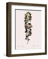 Cuspidate Rose.-Pierre Joseph Redoute-Framed Giclee Print