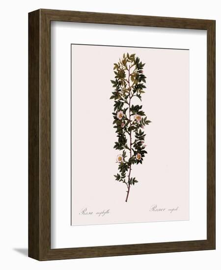 Cuspidate Rose.-Pierre Joseph Redoute-Framed Giclee Print