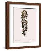 Cuspidate Rose.-Pierre Joseph Redoute-Framed Giclee Print