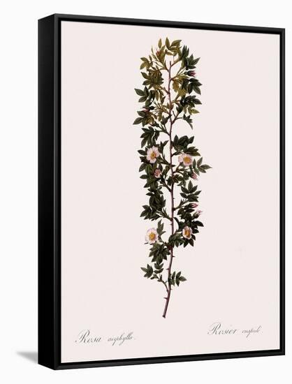 Cuspidate Rose.-Pierre Joseph Redoute-Framed Stretched Canvas