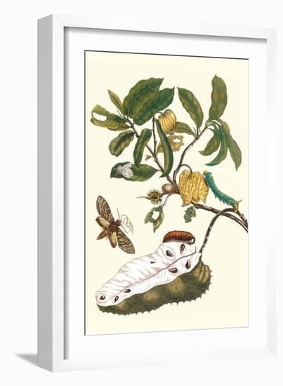 Custard Apple and Flower Moth-Maria Sibylla Merian-Framed Art Print